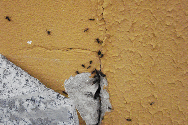 Dedetização de formigas